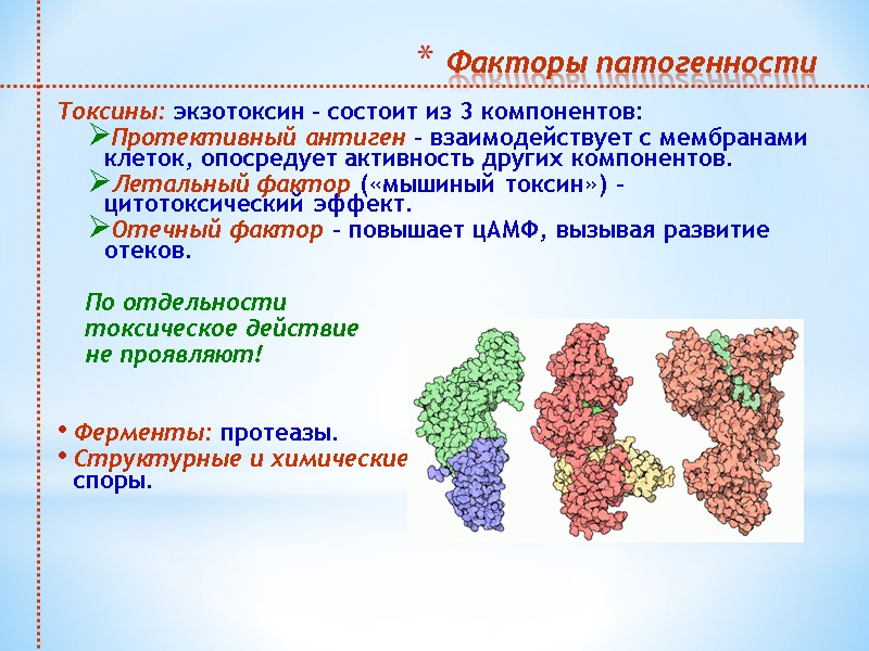 Факторы патогенности  Токсины: экзотоксин – состоит из 3 компонентов:  Протективный антиген –